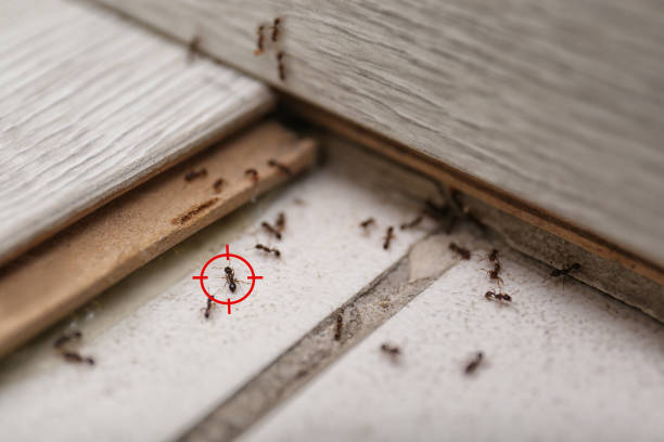 Flea Control Services in Yermo, CA