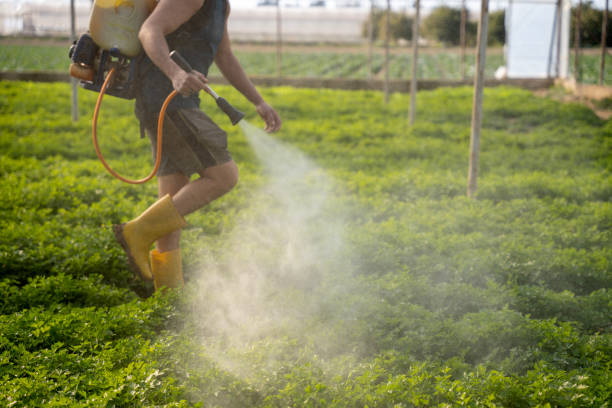 Best Ant Control Services  in Yermo, CA