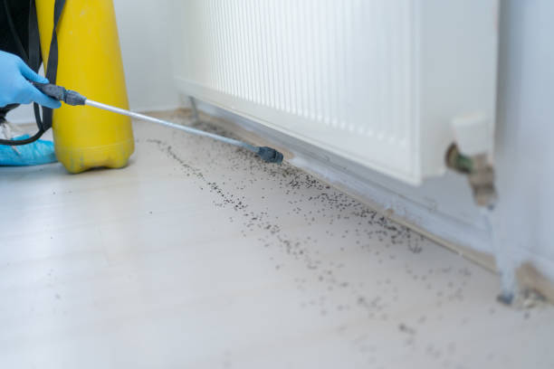Best Affordable Pest Control Services  in Yermo, CA