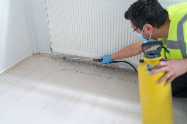 Best Local Pest Control Services  in Yermo, CA
