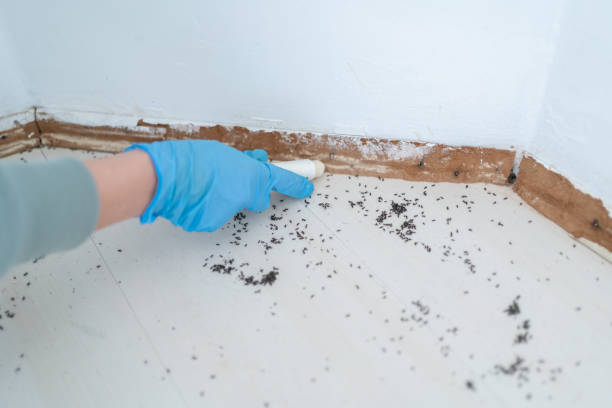 Best Flea Control Services  in Yermo, CA