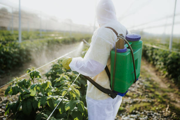 Best Wasp Removal Services  in Yermo, CA